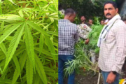घराशेजारी लागवड केलेल्या गांज्याच्या झाडावर पोलिसांचा छापा; ५ किलो ५१० ग्रॅम गांजा जप्त;६७ वर्षीय आरोपीला अटक