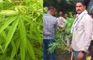 घराशेजारी लागवड केलेल्या गांज्याच्या झाडावर पोलिसांचा छापा; ५ किलो ५१० ग्रॅम गांजा जप्त;६७ वर्षीय आरोपीला अटक
