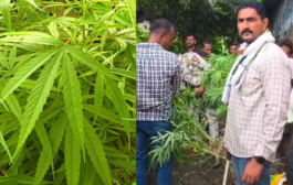 घराशेजारी लागवड केलेल्या गांज्याच्या झाडावर पोलिसांचा छापा; ५ किलो ५१० ग्रॅम गांजा जप्त;६७ वर्षीय आरोपीला अटक
