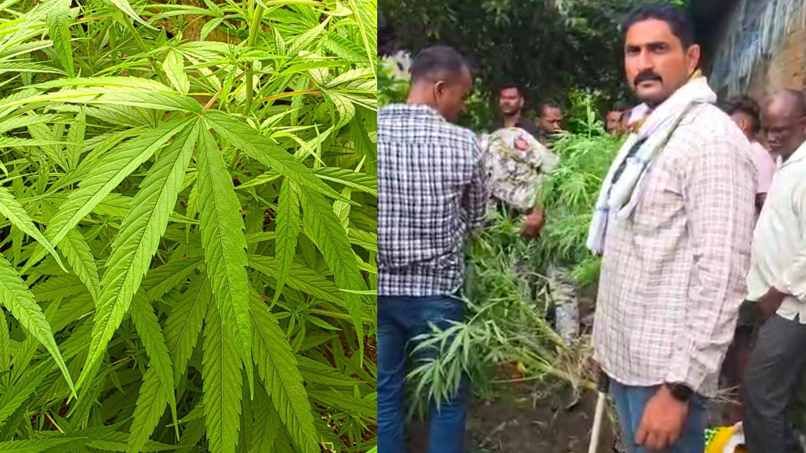 घराशेजारी लागवड केलेल्या गांज्याच्या झाडावर पोलिसांचा छापा; ५ किलो ५१० ग्रॅम गांजा जप्त;६७ वर्षीय आरोपीला अटक